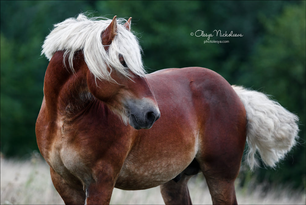 Stallion Robin Van Steinort, Belgian Draft Horse breed